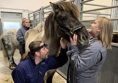 Mynd af bólusetningu á hesti